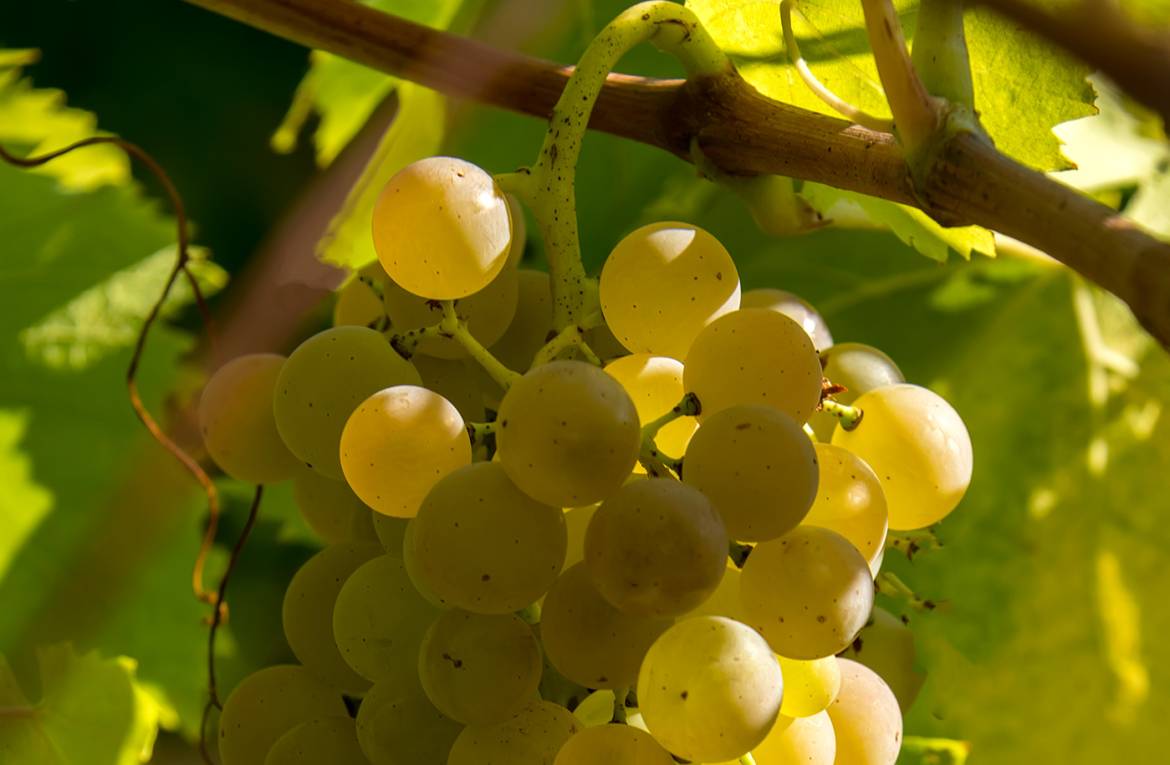 grappolo-uva-bianca-2.jpg