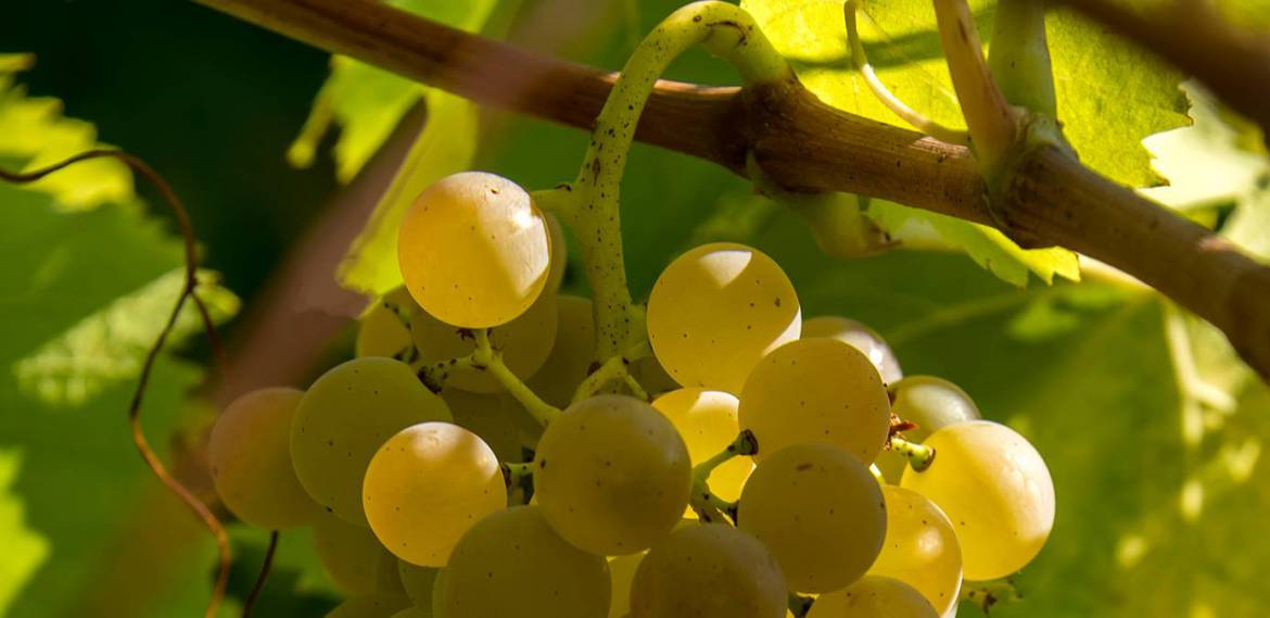 grappolo-uva-bianca-e1536392033477.jpg